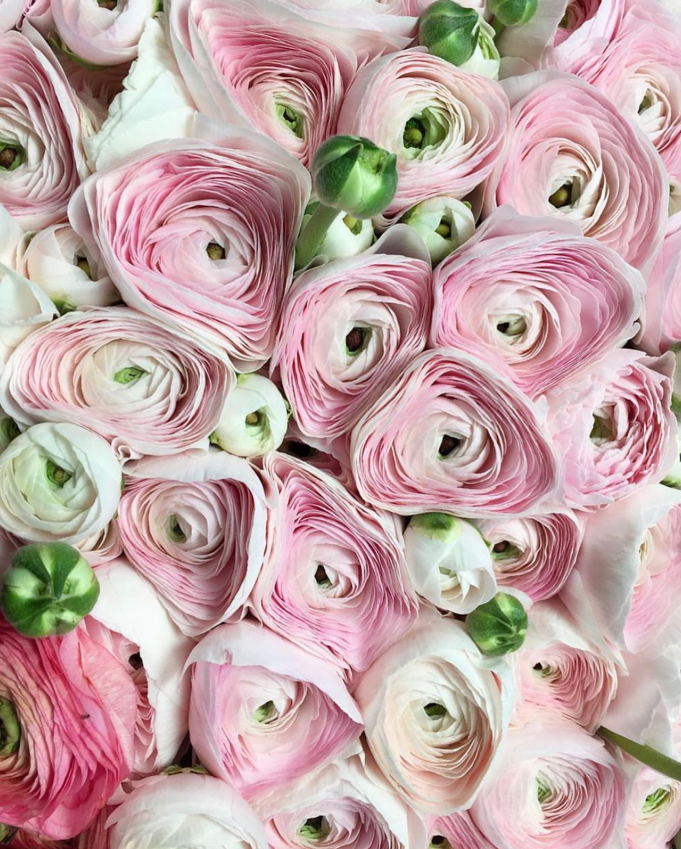 🎀
.
.
.
.
#irishweddingflorist #irishflorist #flowers #florist #weddingflorist #ranunculus #pink #flowerstagram #spring #longfordflorist #longford #irishwedding